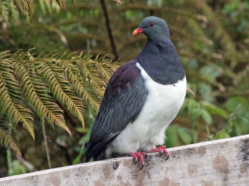Pigeon des îles Chatham
