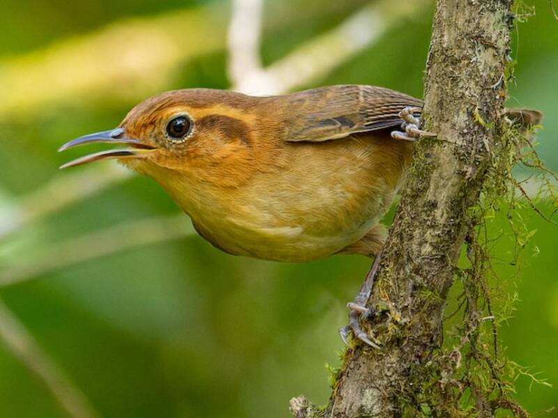 Ochraceous Wren