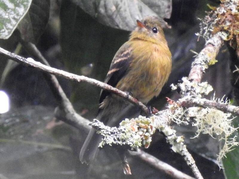 Olive Flycatcher