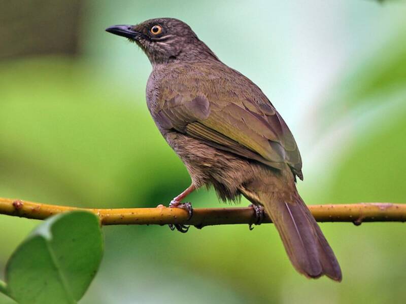 Olive-winged Bulbul