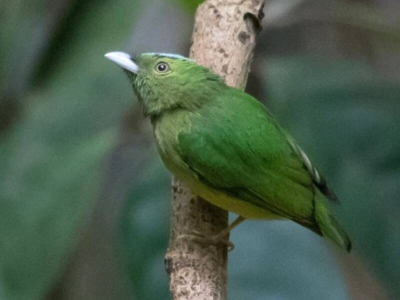 Irismanakin