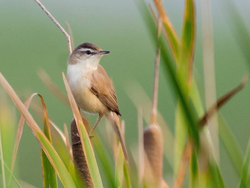 Paddyfield Warbler