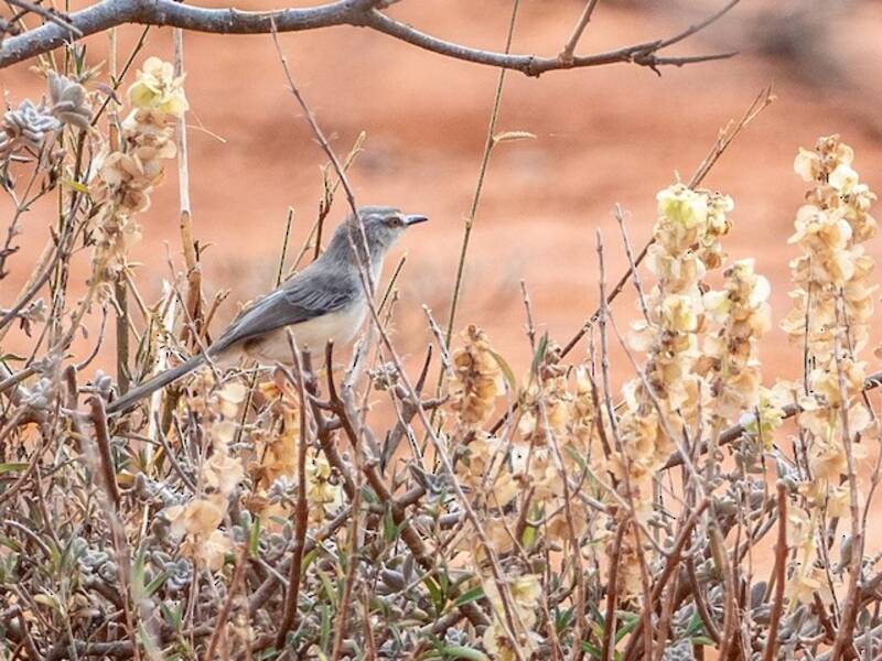 Prinia pallida