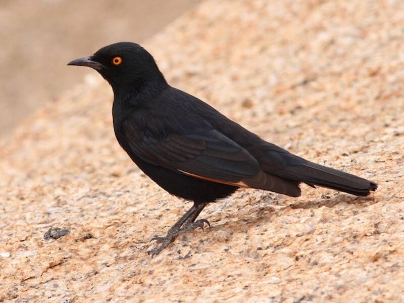 Pale-winged Starling