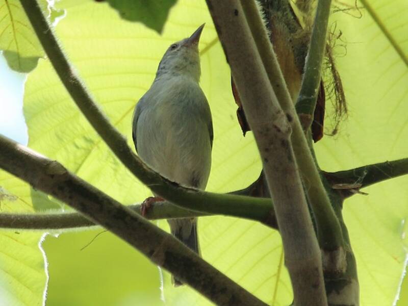 Pearly-breasted Conebill
