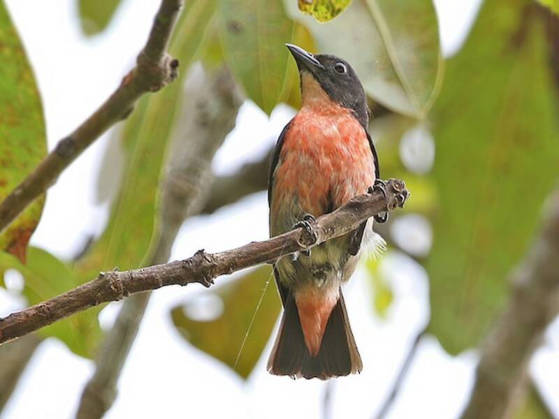Pink-breasted Flowerpecker