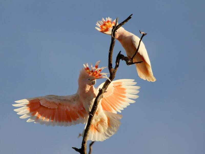 Pink Cockatoo