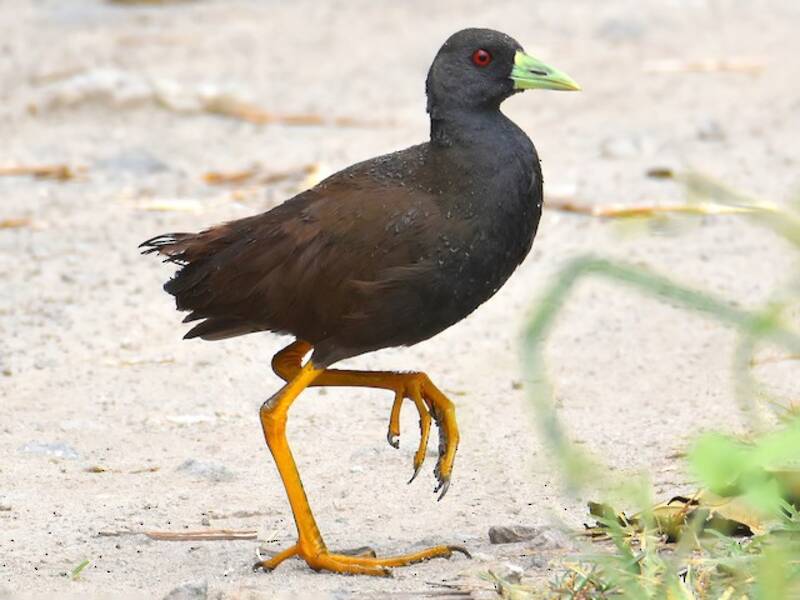 Plain Bush-hen