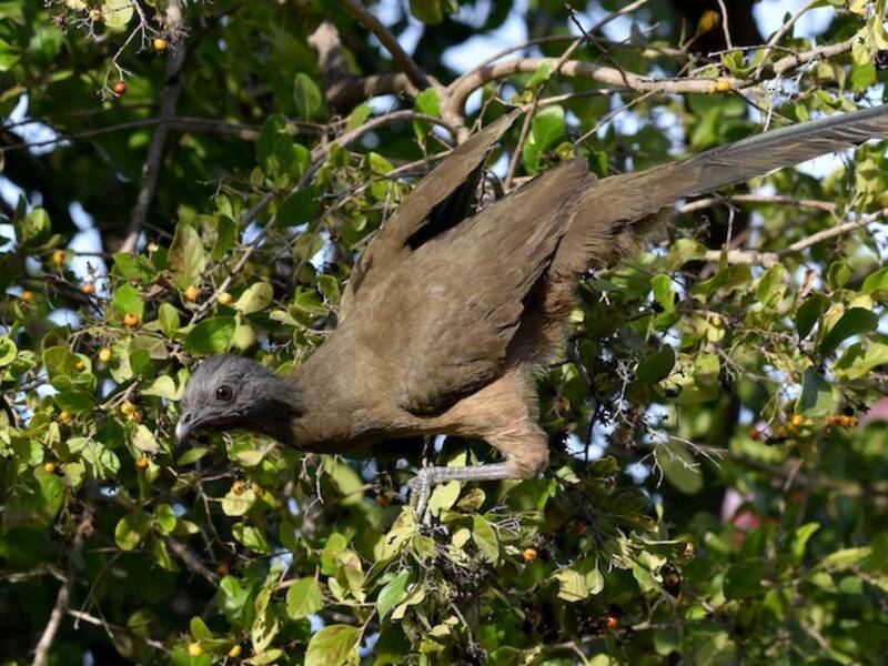 Einfarbchachalaca