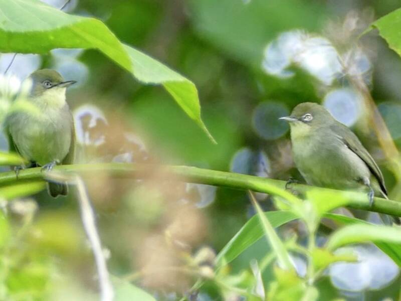Plain White-eye