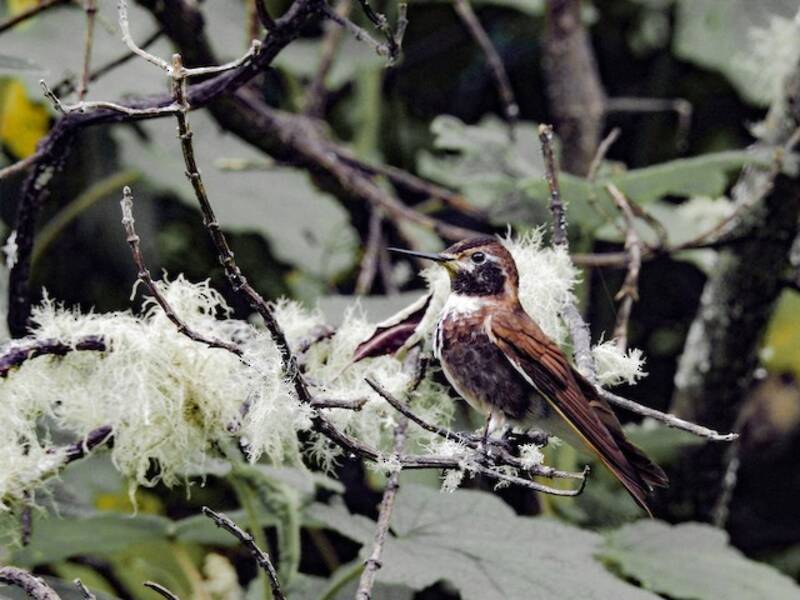 Colibrì raggiosole dorsopurpura