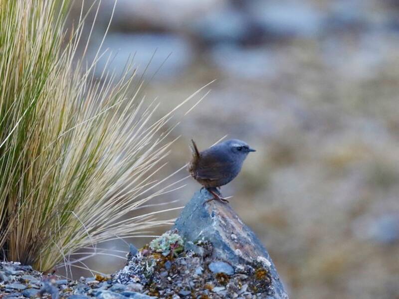 Puna Tapaculo