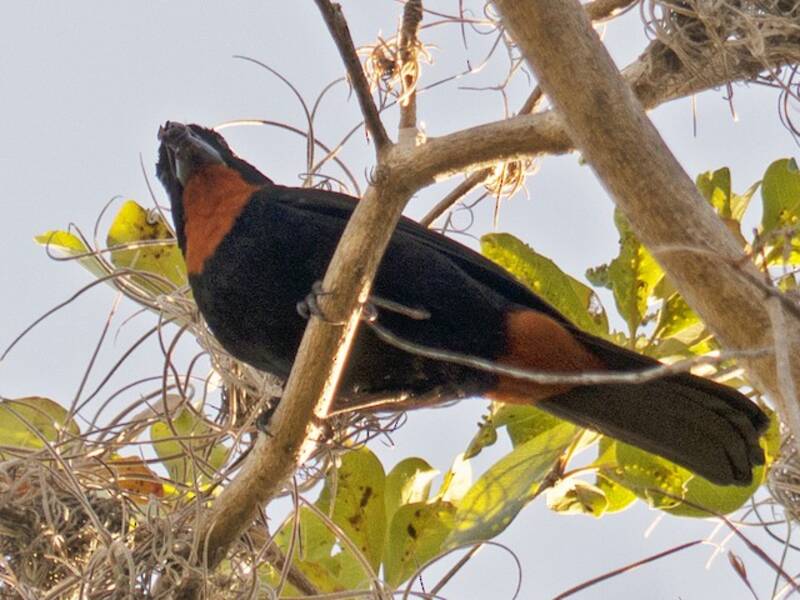 Ciuffolotto di Porto Rico