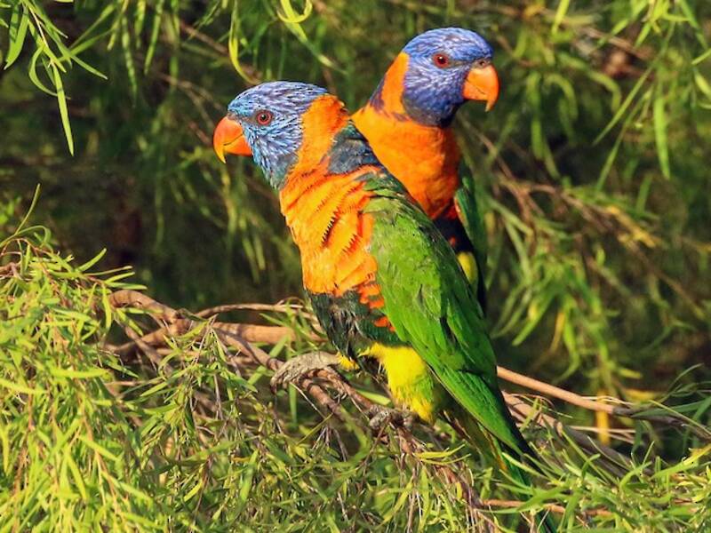 Red-collared Lorikeet