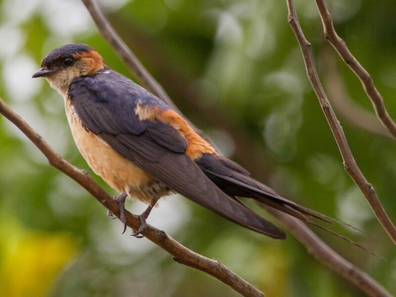 African Red-rumped Swallow