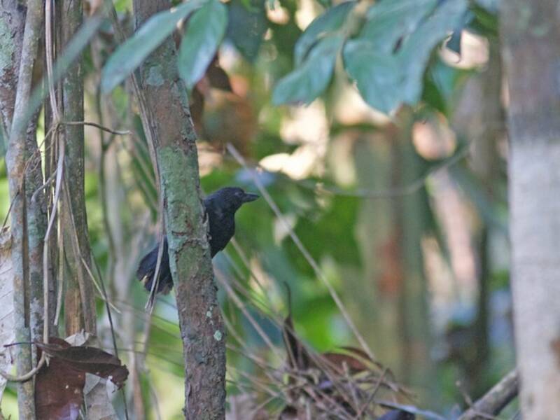Choricero de Rondônia