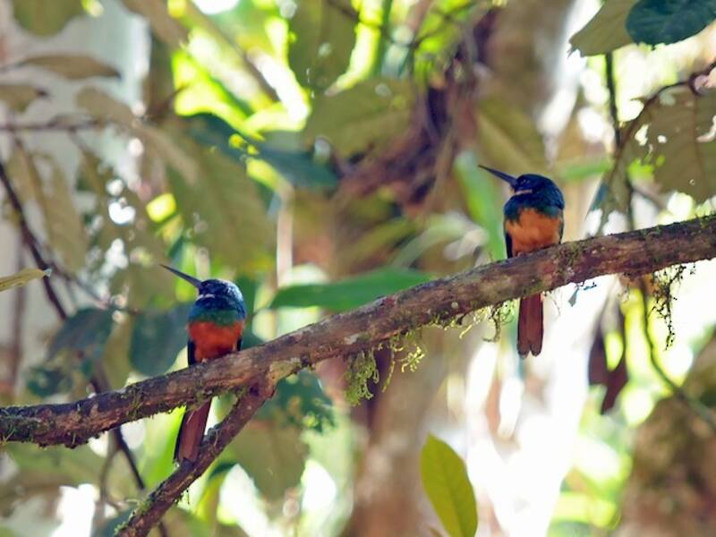 Jacamar colirrufo