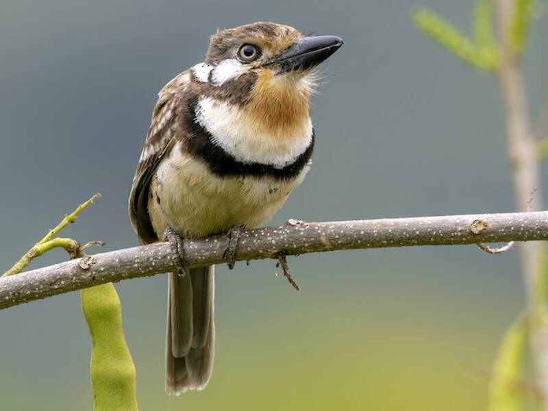 Russet-throated Puffbird