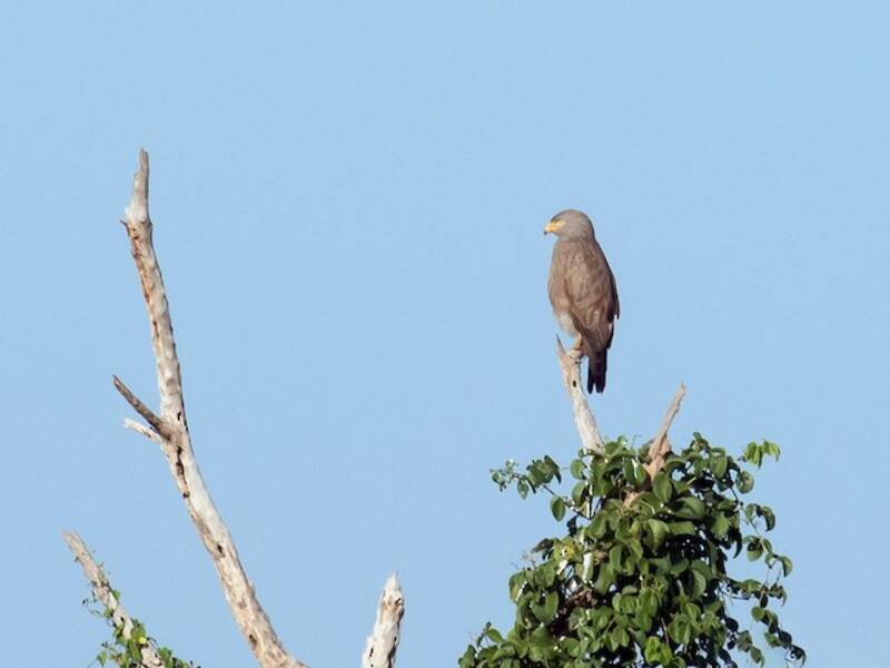 Rufous-winged Buzzard