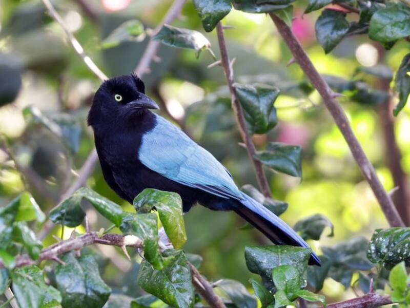 San Blas Jay