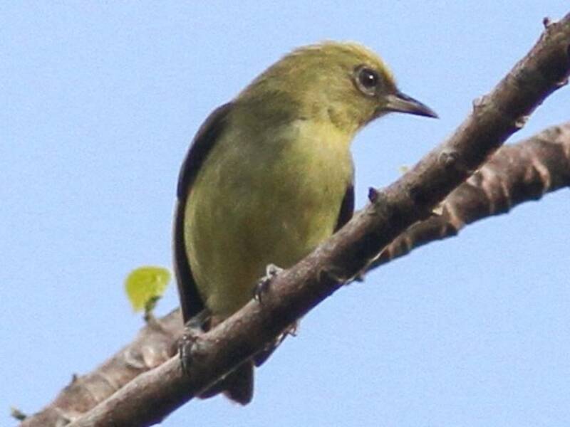 Santa-Cruz-Brillenvogel