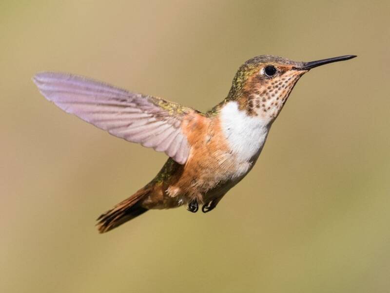 Colibrì scintillante