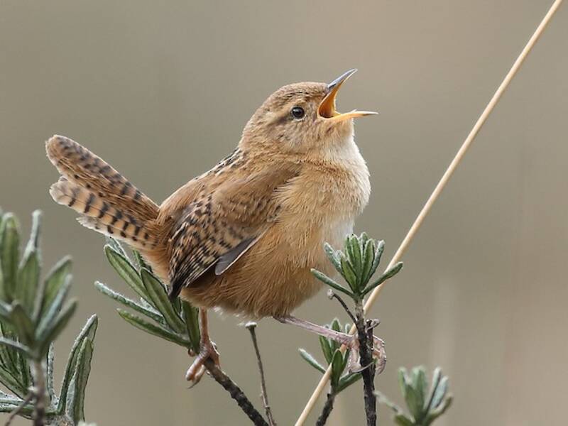 Grass Wren