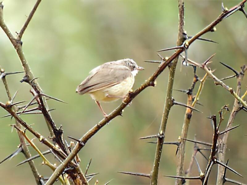 Short-billed Crombec