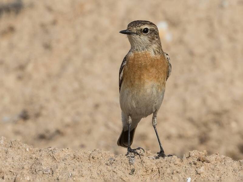 Saltimpalo siberiano
