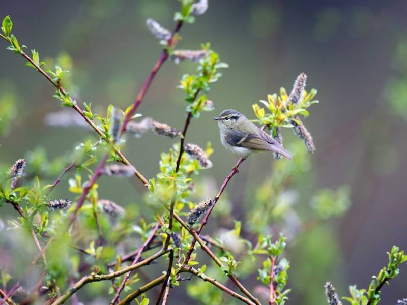 Fillo di Sichuan