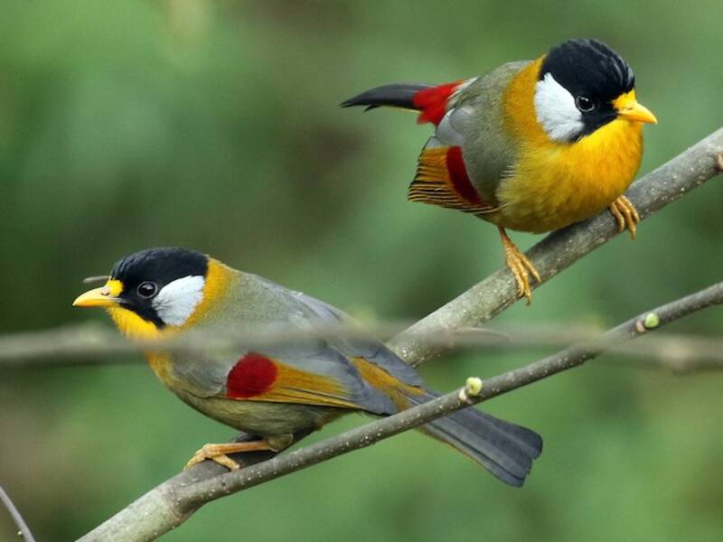 Silver-eared Mesia