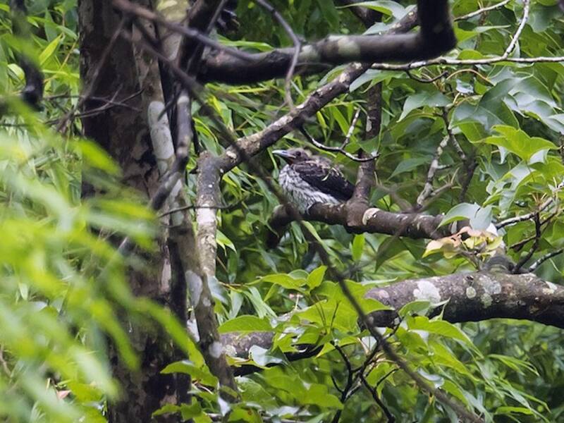 Silver Oriole