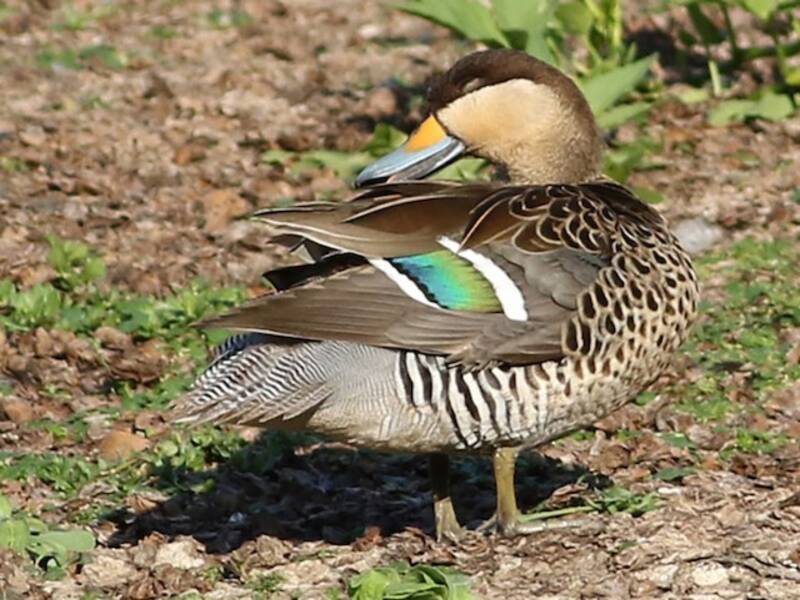 Silver Teal