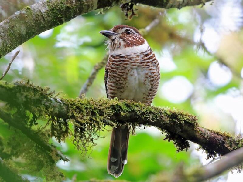 Short-legged Ground-Roller