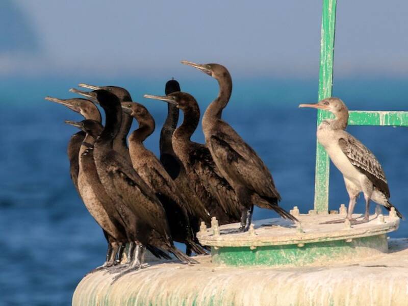 Cormorano di Socotra