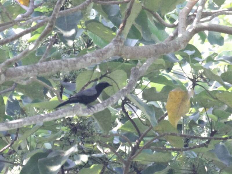 Solomons Cicadabird