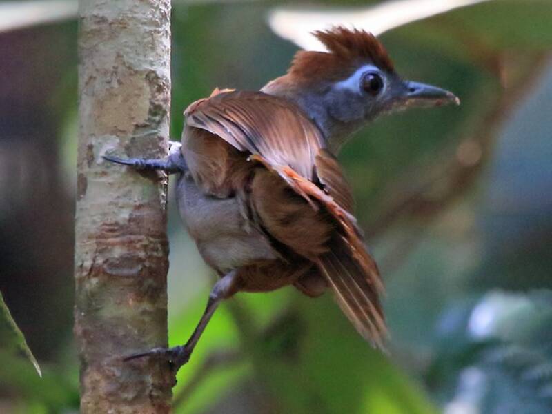 Sooty Antbird