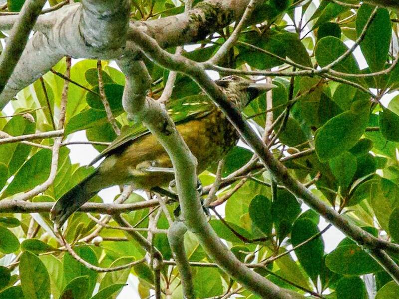 Black-eared Catbird