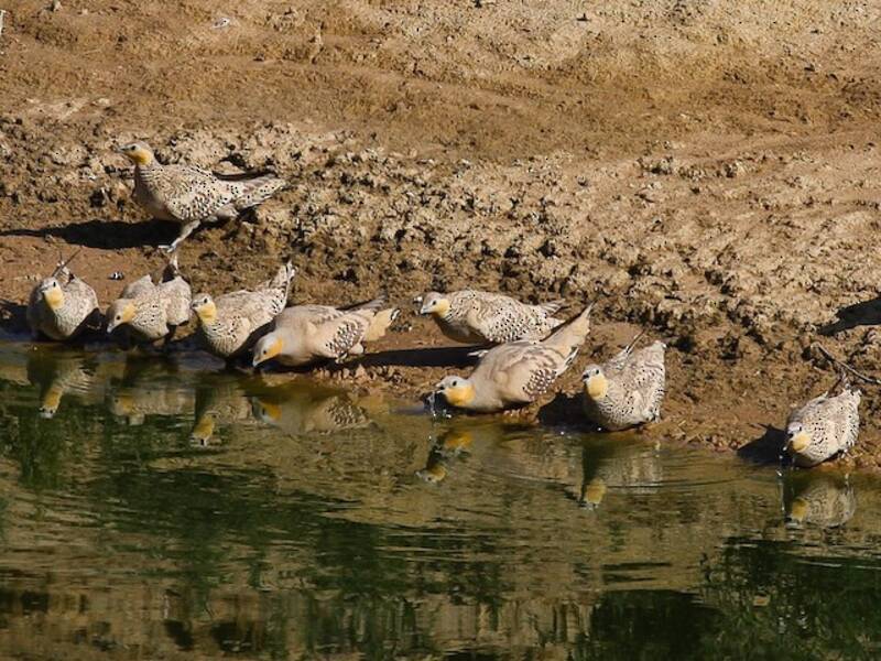 Spotted Sandgrouse