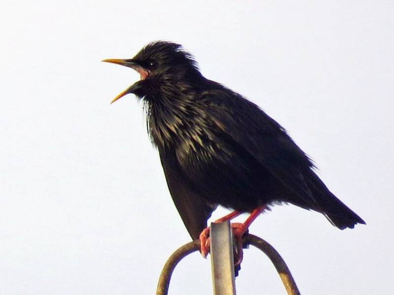 Estornino negro