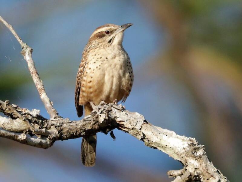 Spotted Wren