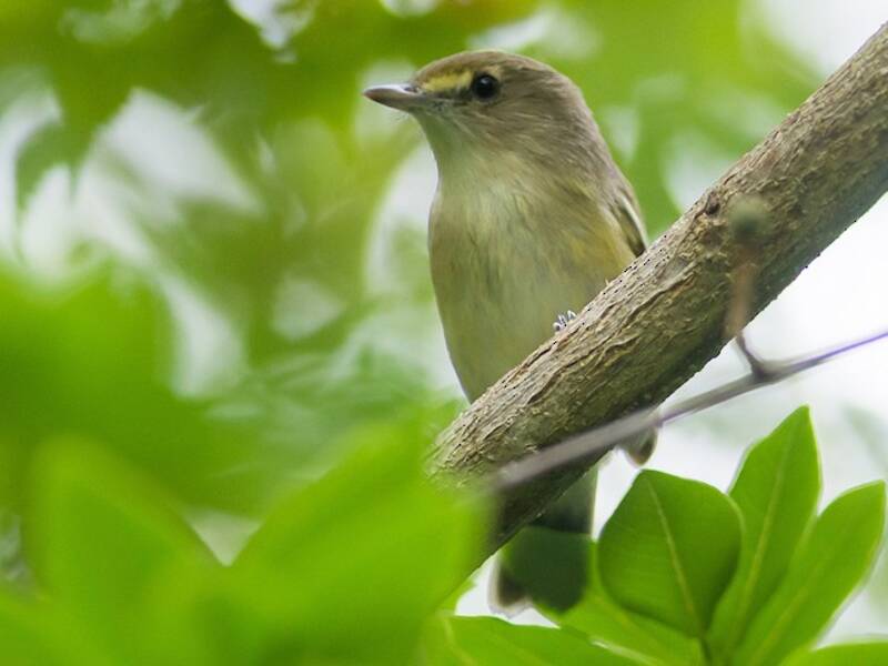 San-Andres-Vireo