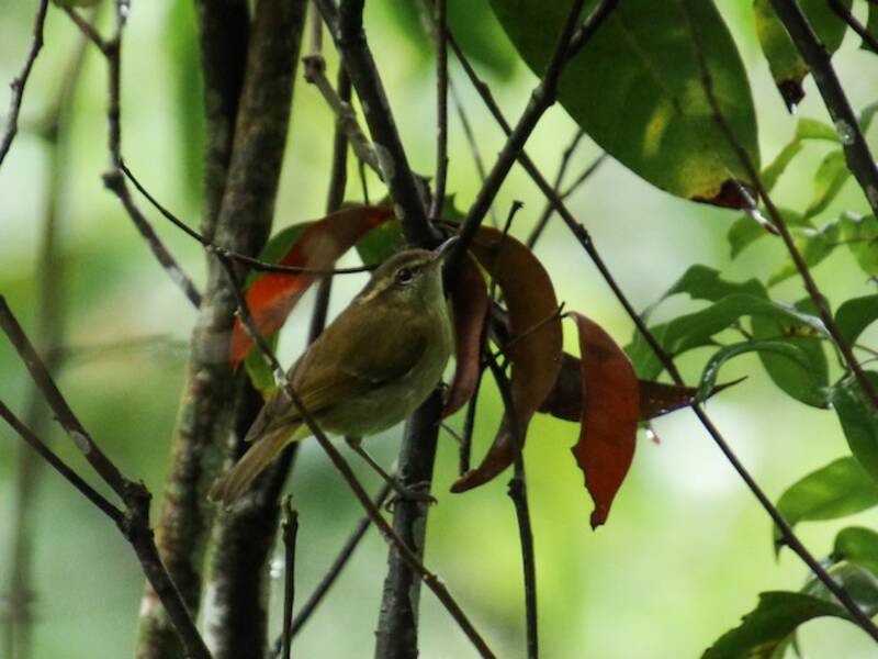 Mosquitero de Lompobattang