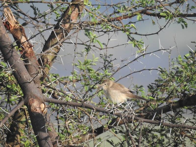 Sykes's Warbler