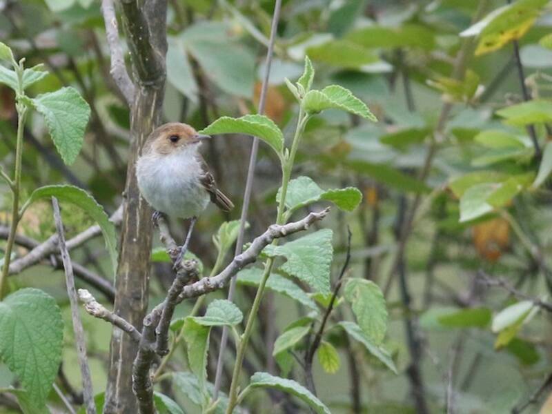 Fulvous-faced Scrub-Tyrant