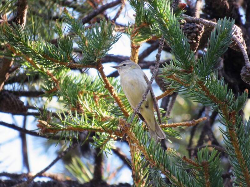 Tennessee Warbler