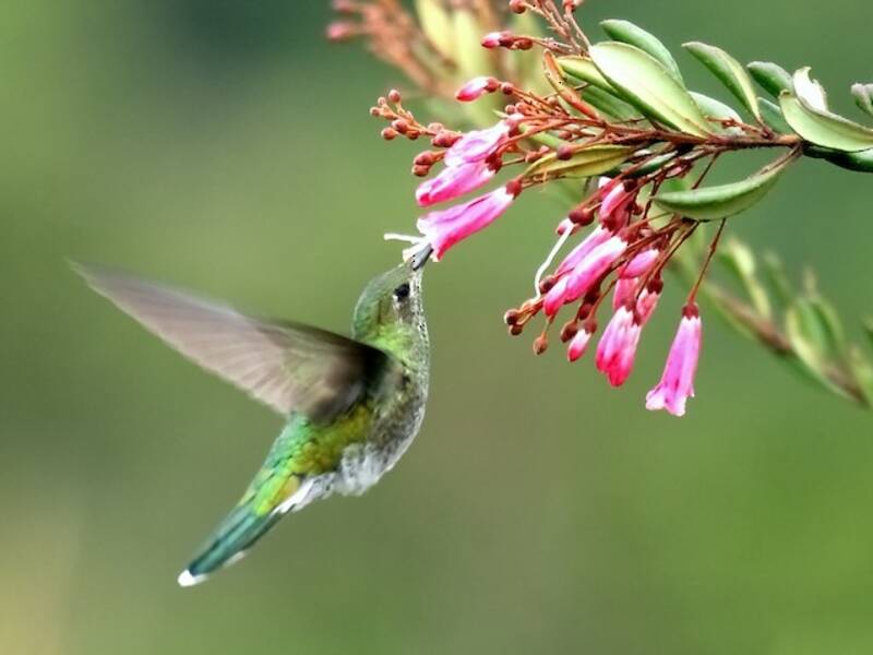 Tepui Goldenthroat