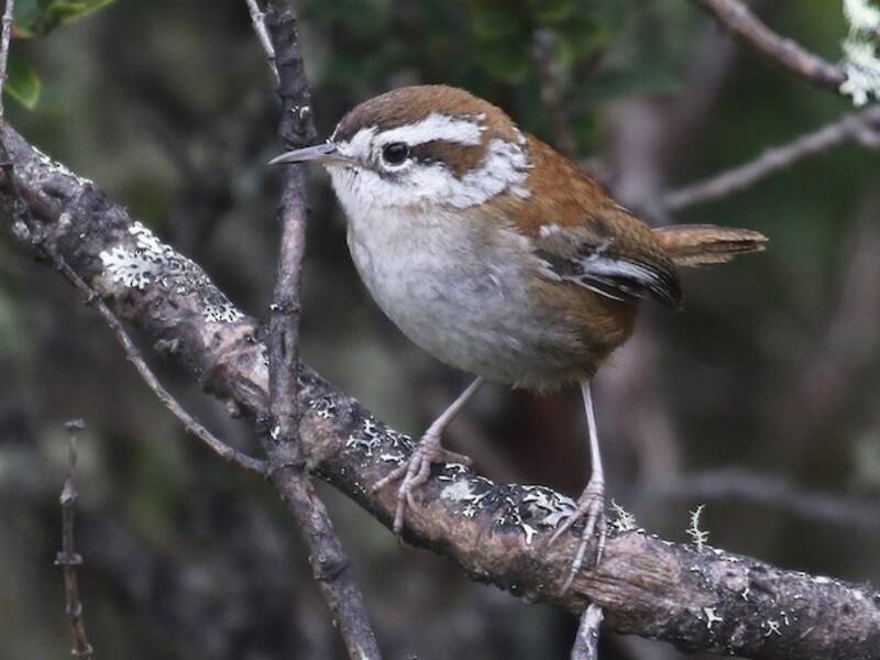 Timberline Wren