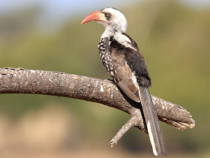 Bucero beccorosso della Tanzania