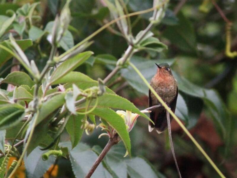 Tyrian Metaltail